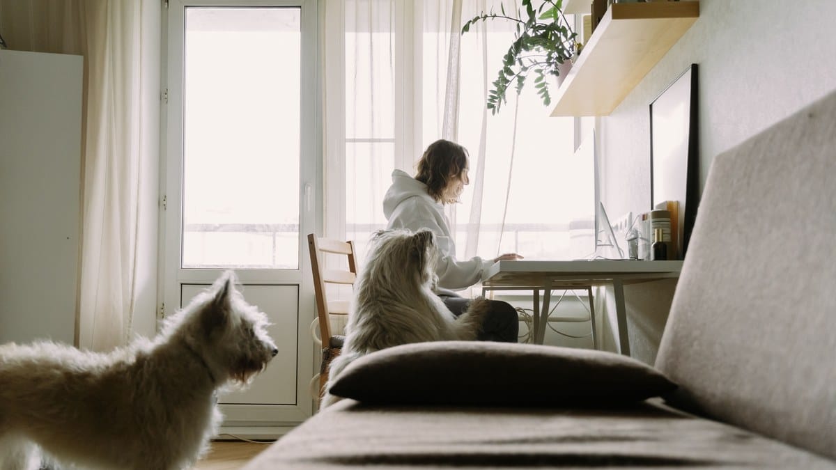 A dog resting quietly beside a work-from-home desk.