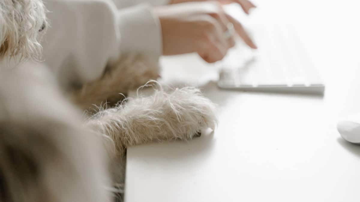 A dog resting quietly beside a work-from-home desk.