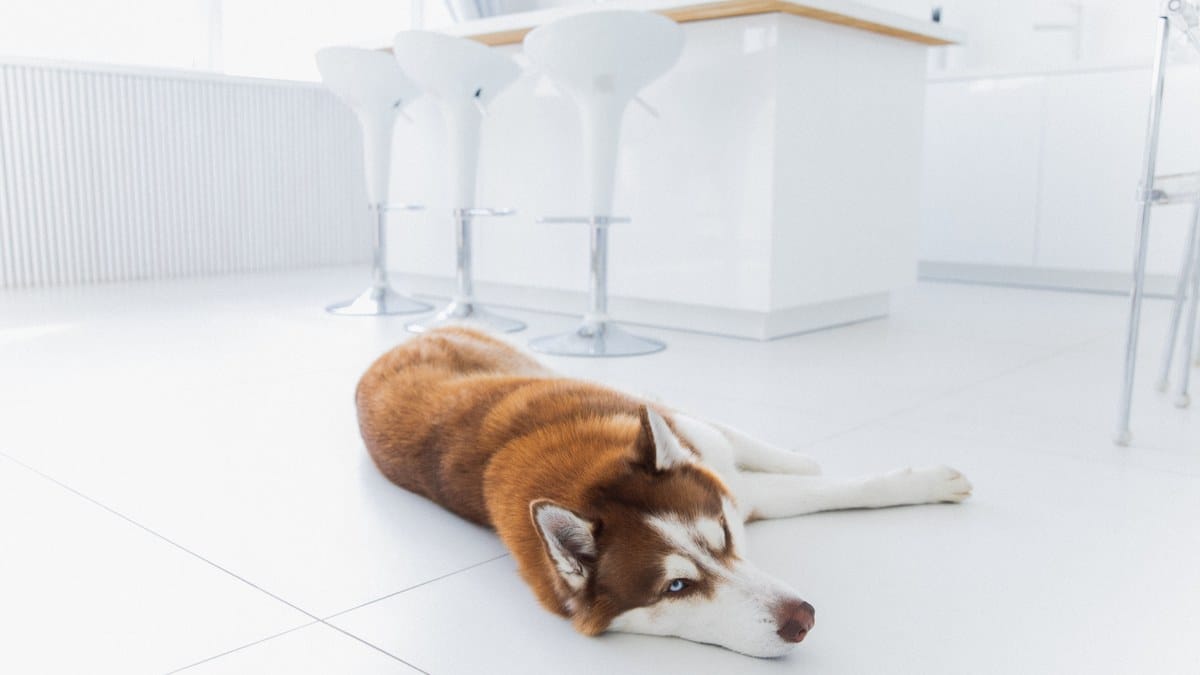 A dog waiting calmly at the edge of the kitchen.