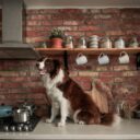 How to Keep Your Dog Out of the Kitchen (Without Stress)