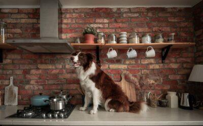 How to Keep Your Dog Out of the Kitchen (Without Stress)