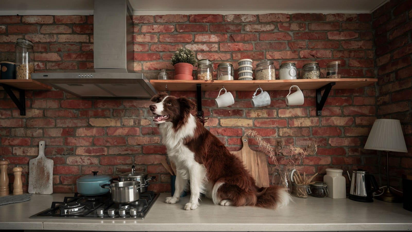 A dog perched on a kitchen counter, the exact behaviour a clear boundary and training prevent.