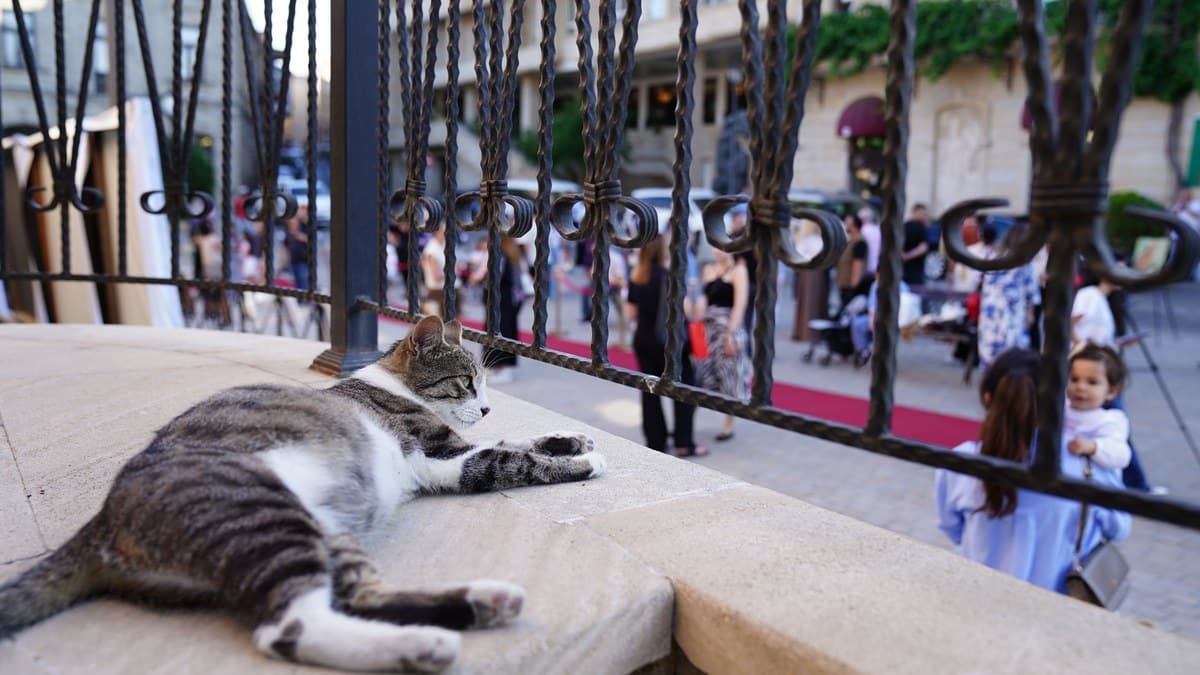 A cat relaxing safely on an enclosed balcony.