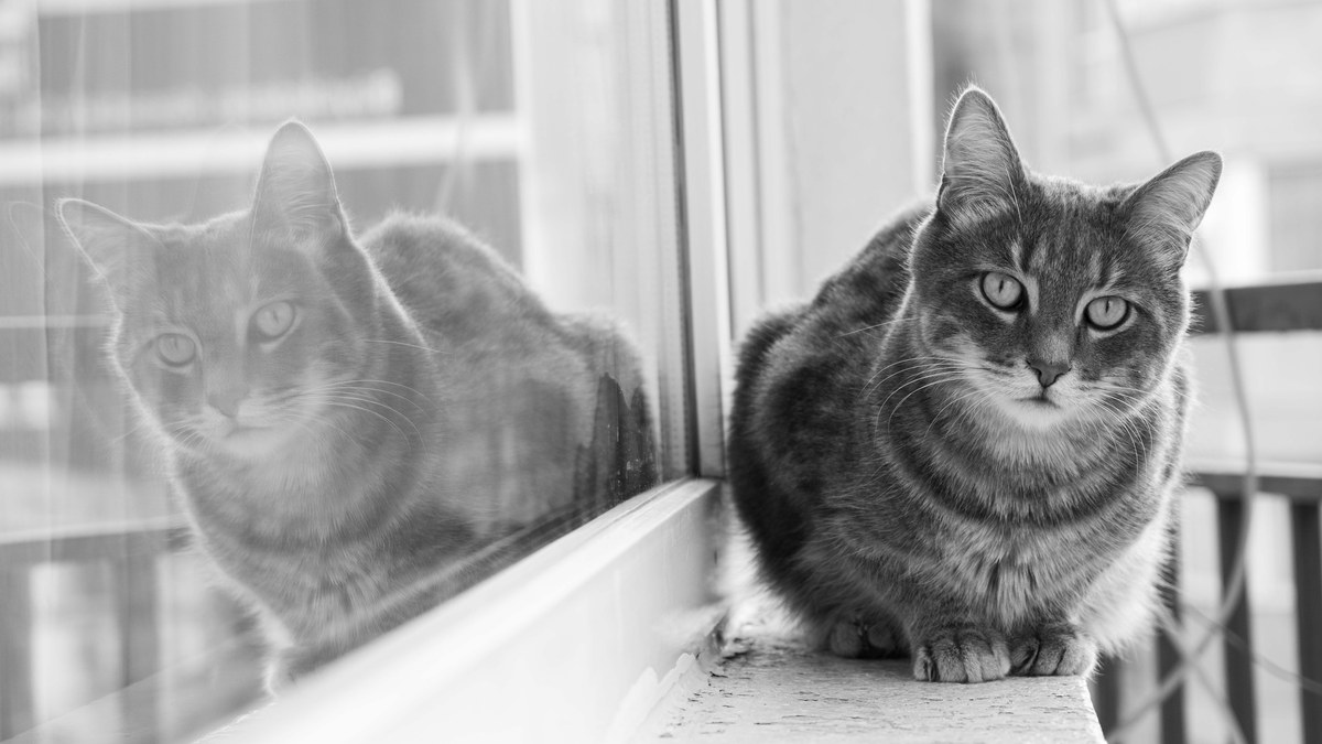 A cat relaxing safely on an enclosed balcony.
