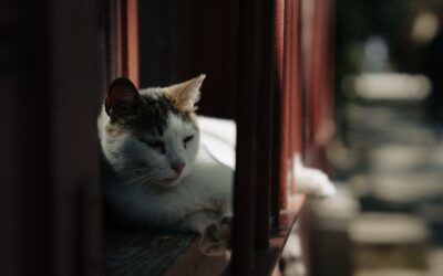 How to Make Your Balcony Safe for Cats (High-Rise Guide)