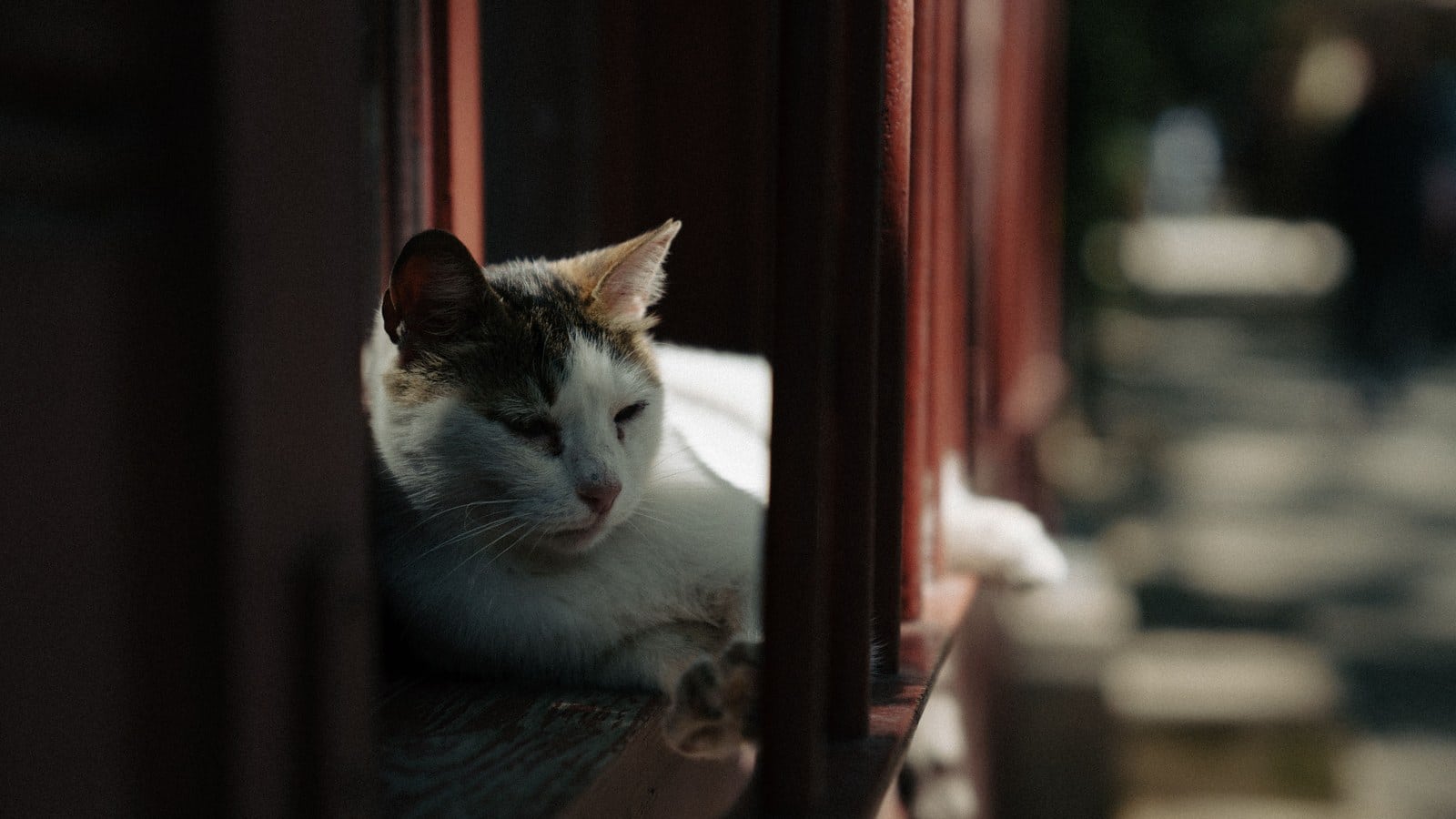 A cat resting calmly on an enclosed apartment balcony.