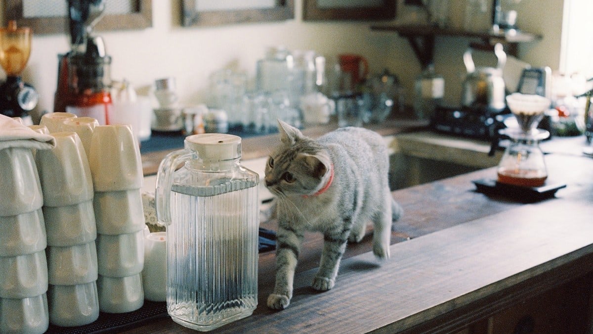 A cat exploring a kitchen surface near the counter.