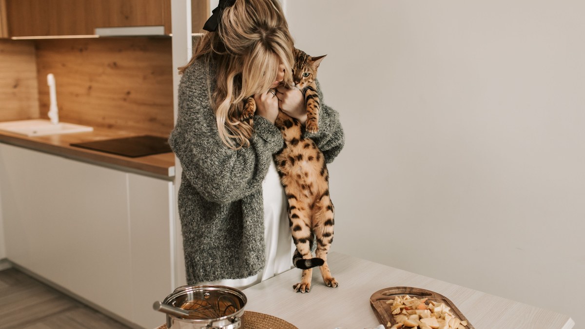 A cat exploring a kitchen surface near the counter.