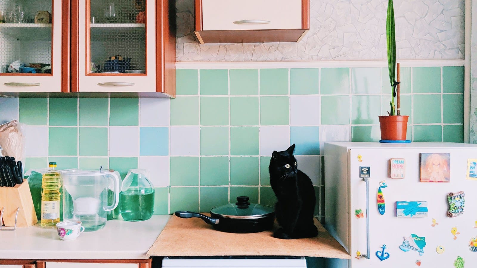 A cat standing on a kitchen stovetop among cupboards, the counter-surfing habit this guide stops.
