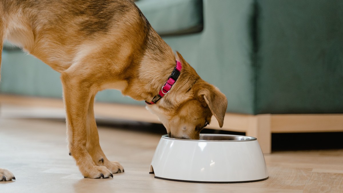A dog eating from its bowl in a calm kitchen corner.