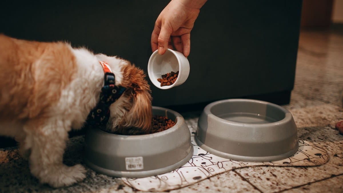 A dog eating from its bowl in a calm kitchen corner.