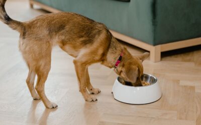 Where Should You Put Your Dog’s Food Bowl in the Kitchen?