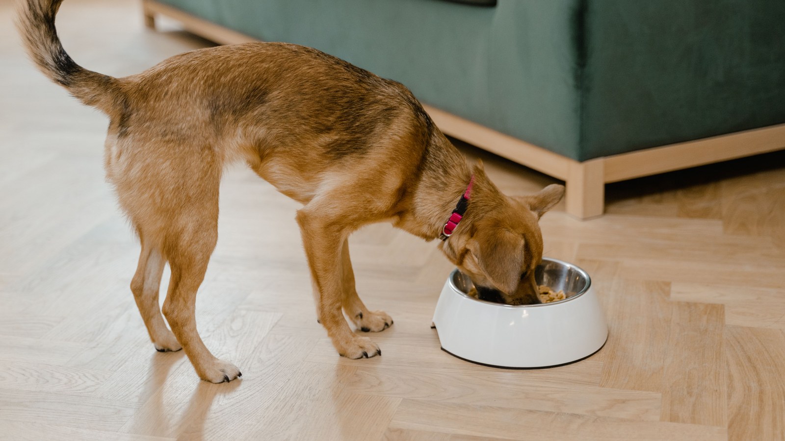 A dog eating from a food bowl on the kitchen floor in a calm feeding spot.